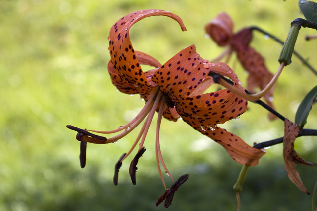 2011-08-27_13-32-10 cadore.jpg - Trkenbundlilie (Lilium martagon)